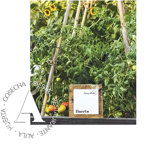 finca-alfoliz-finca